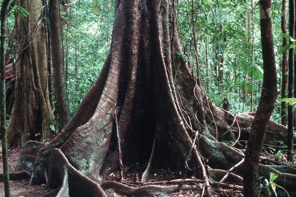 Buttress roots