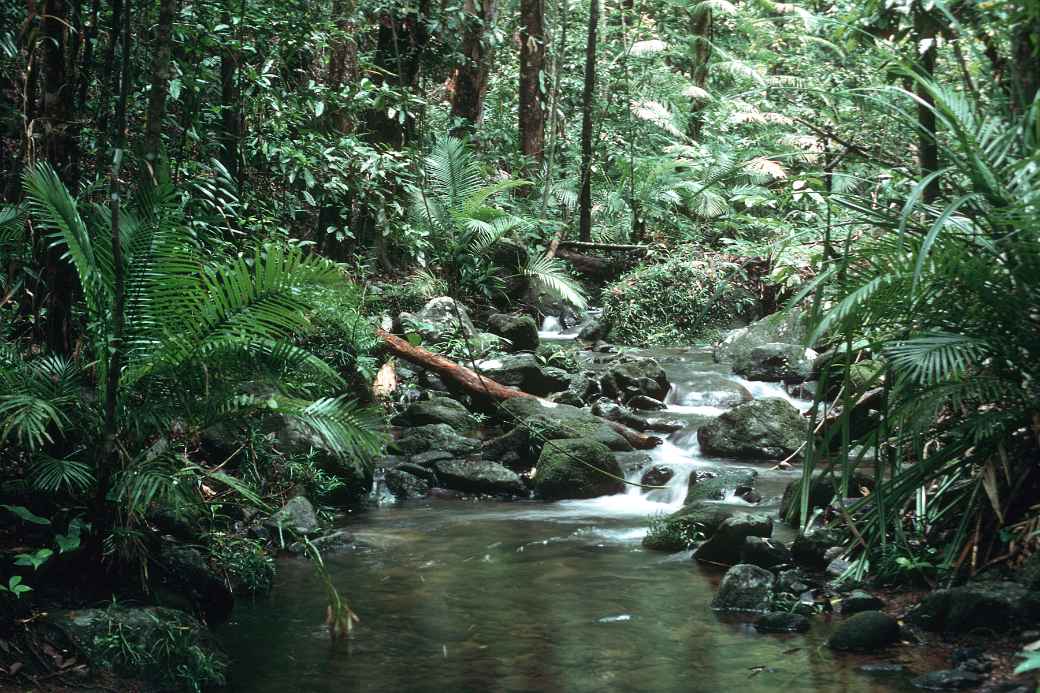 In Mossman Gorge