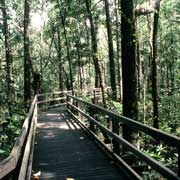Boardwalk in Daintree N. P.