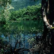 River in the Daintree