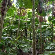 Fan palms boardwalk