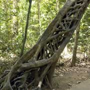 Strangler fig tree