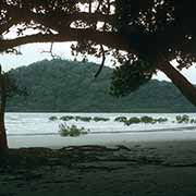 Cape Tribulation