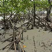 Mangroves