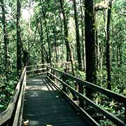 Boardwalk in Daintree NP