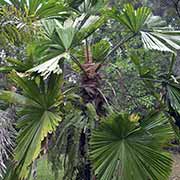 A fan palm