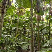 Fan palms boardwalk