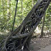 Strangler fig tree