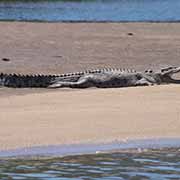 Saltwater Crocodile