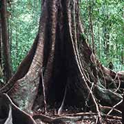 Buttress roots