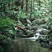 In Mossman Gorge