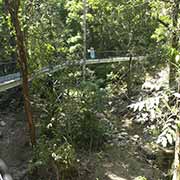 Boardwalk, Mossman Gorge