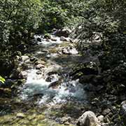 Rex Creek, Mossman Gorge