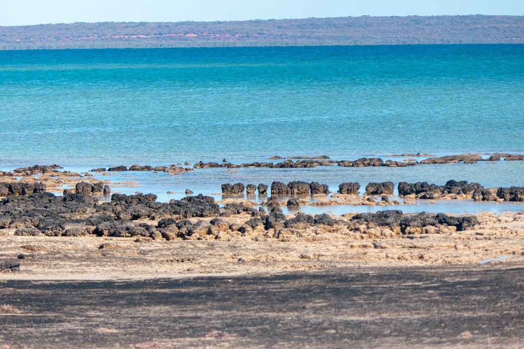 Hamelin Pool