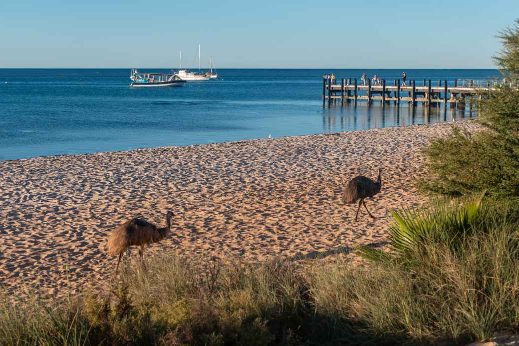 Emus on the beach
