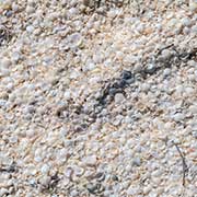 Fragum cockles, Shell Beach