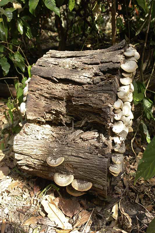 Mushrooms growing