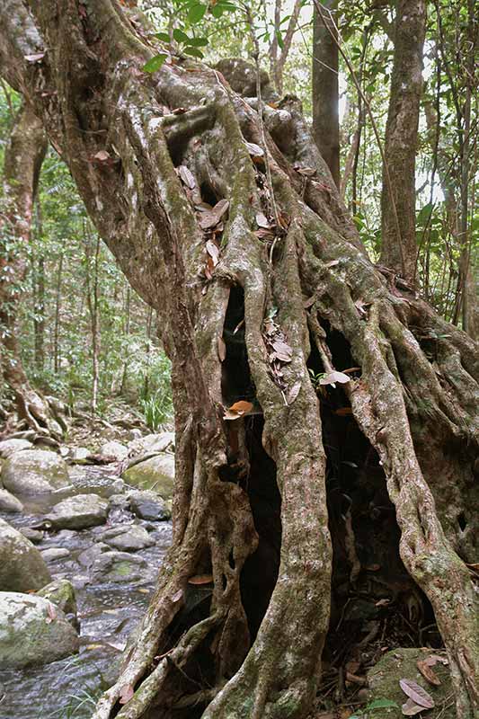 Gnarled tree