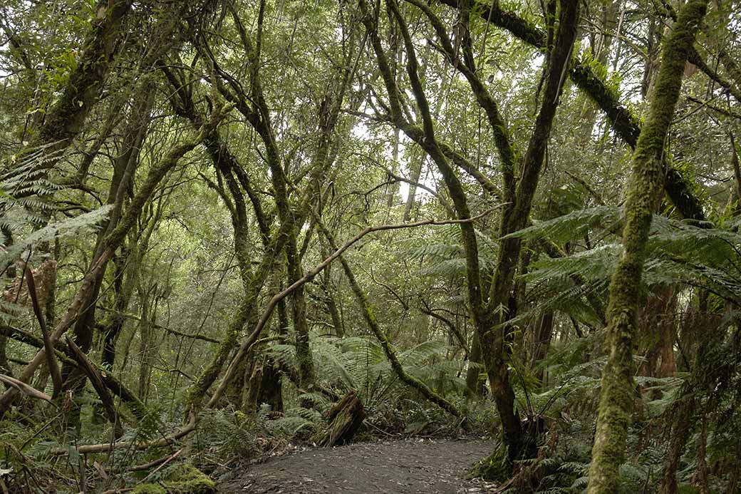 Forest in Great Otway