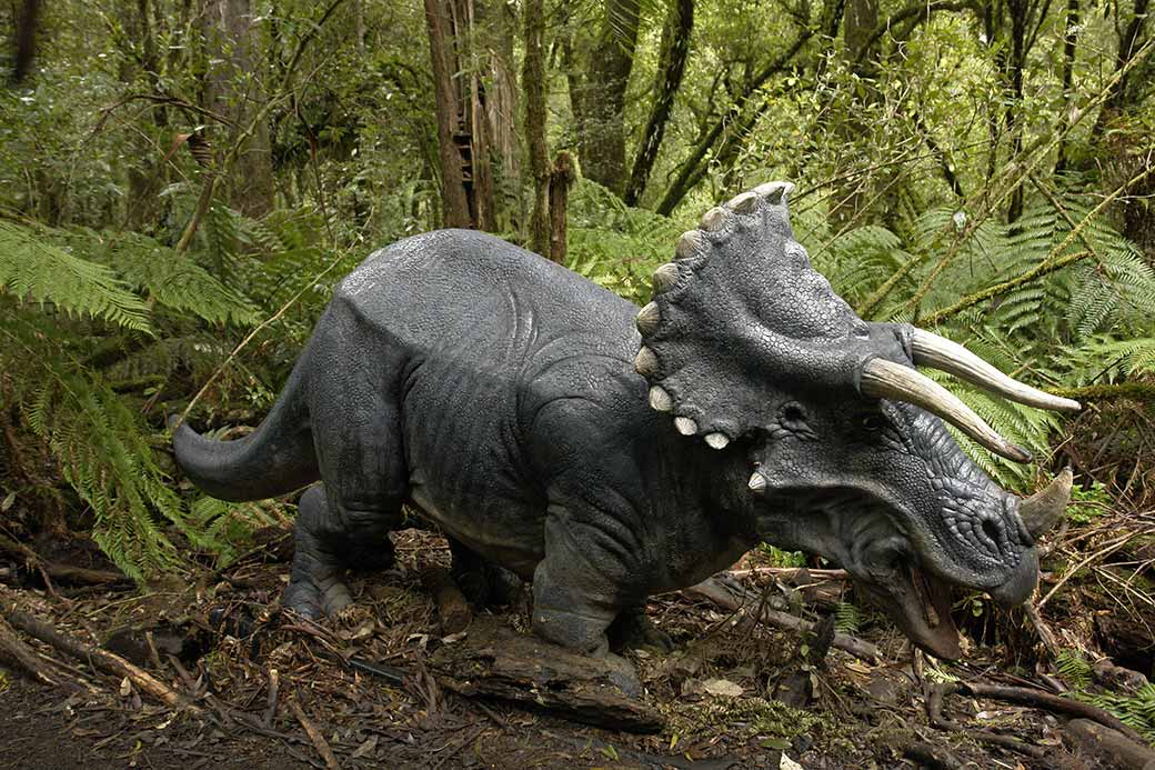 Triceratops