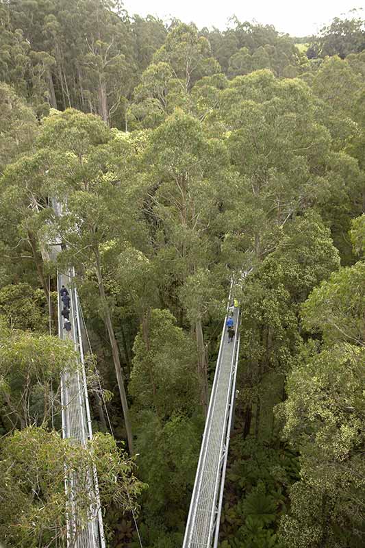 View at Otway Fly