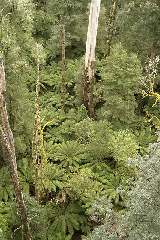 Rainforest view