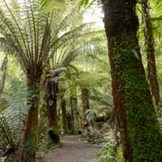 Maits Rest Rainforest Walk