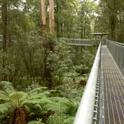 Otway Fly Walkway