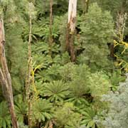 Rainforest view