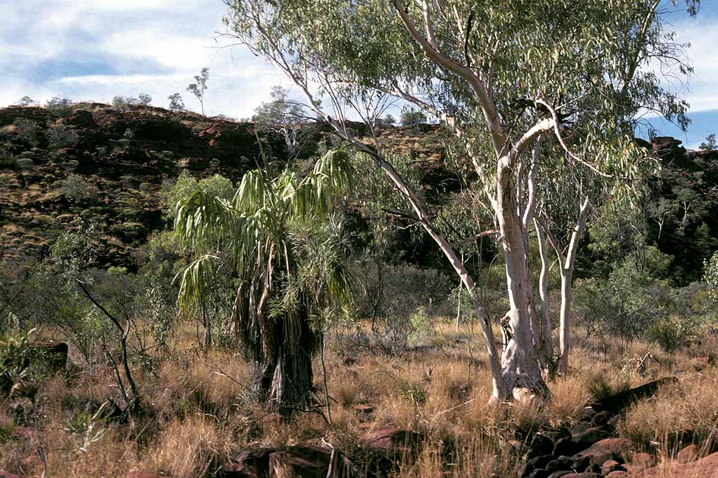 Bush, Little Palm Creek