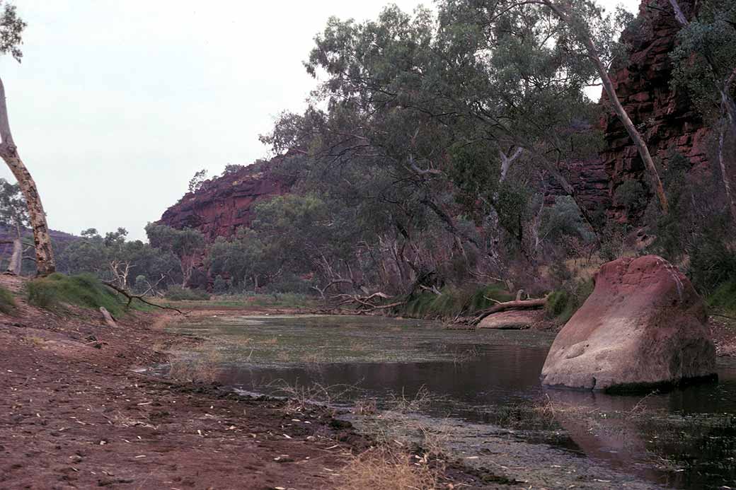 Waterhole near Ntaria