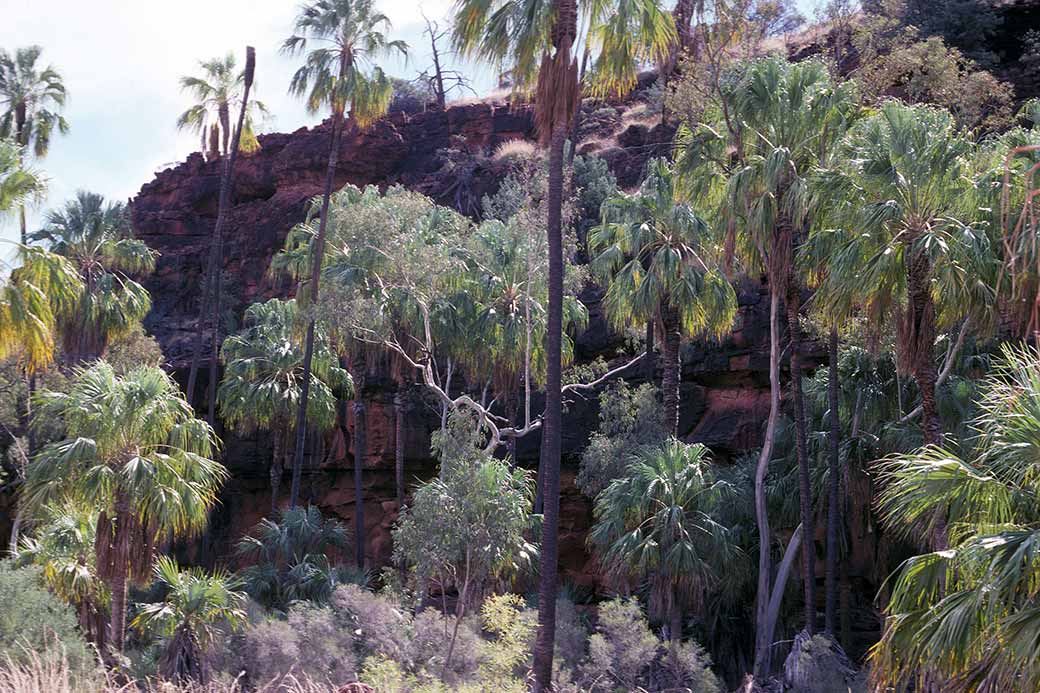 Livistonia palms