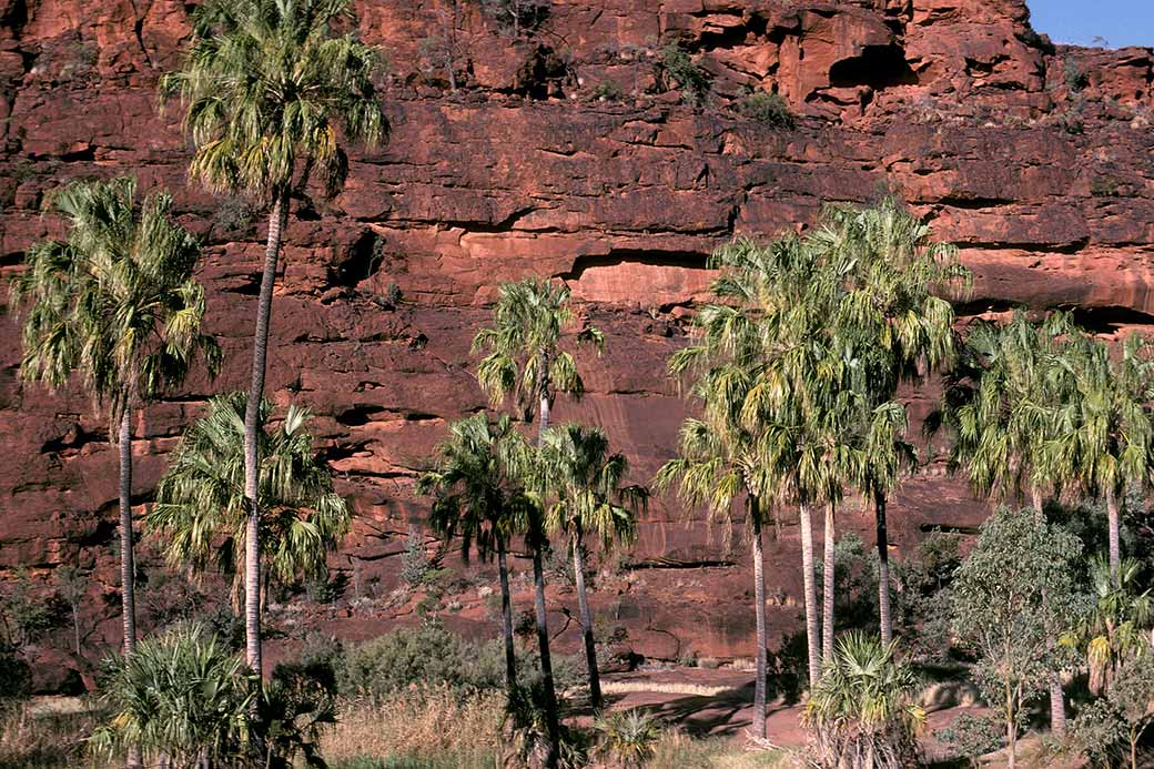 Palm Valley palms