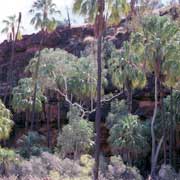 Livistonia palms