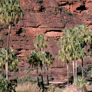 Palm Valley palms