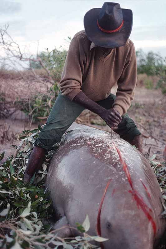 Cutting up a dugong