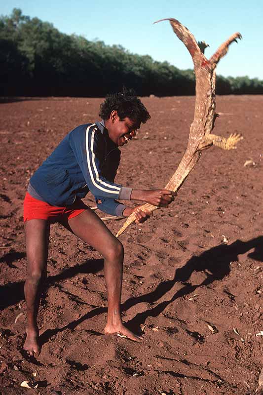 Killing a goanna