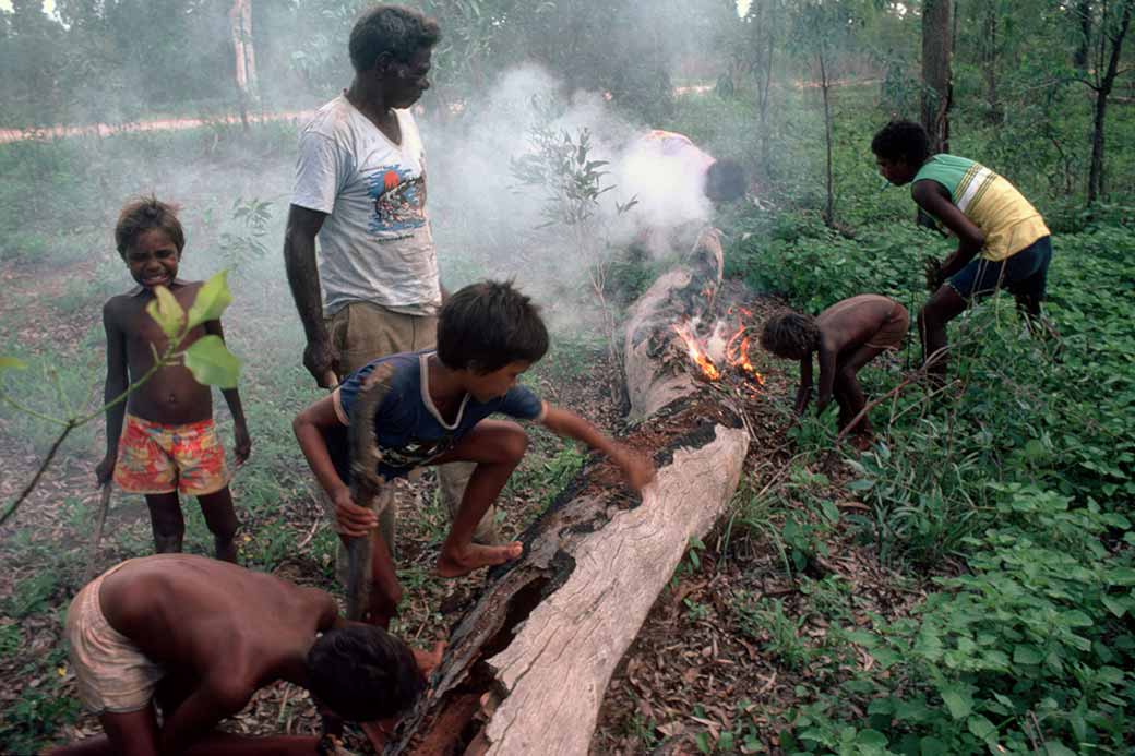 Smoking out a goanna