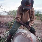 Cutting up a dugong