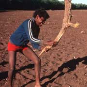 Killing a goanna