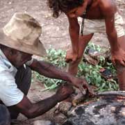 Cooking a turtle