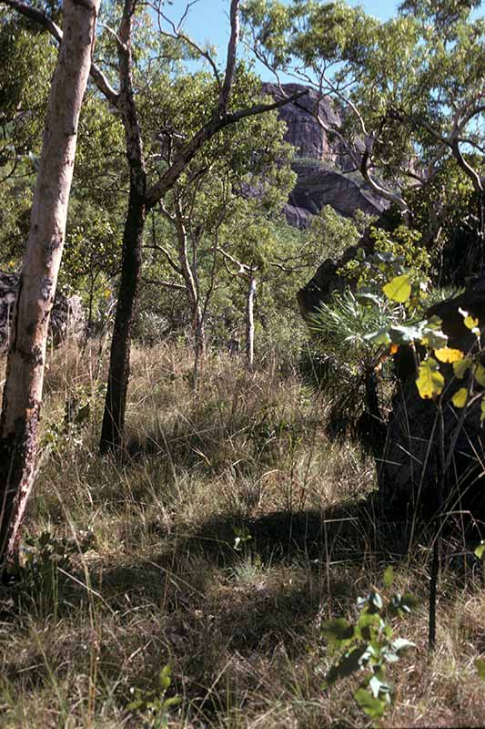 Near Christmas Creek