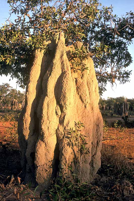 Large termite mound