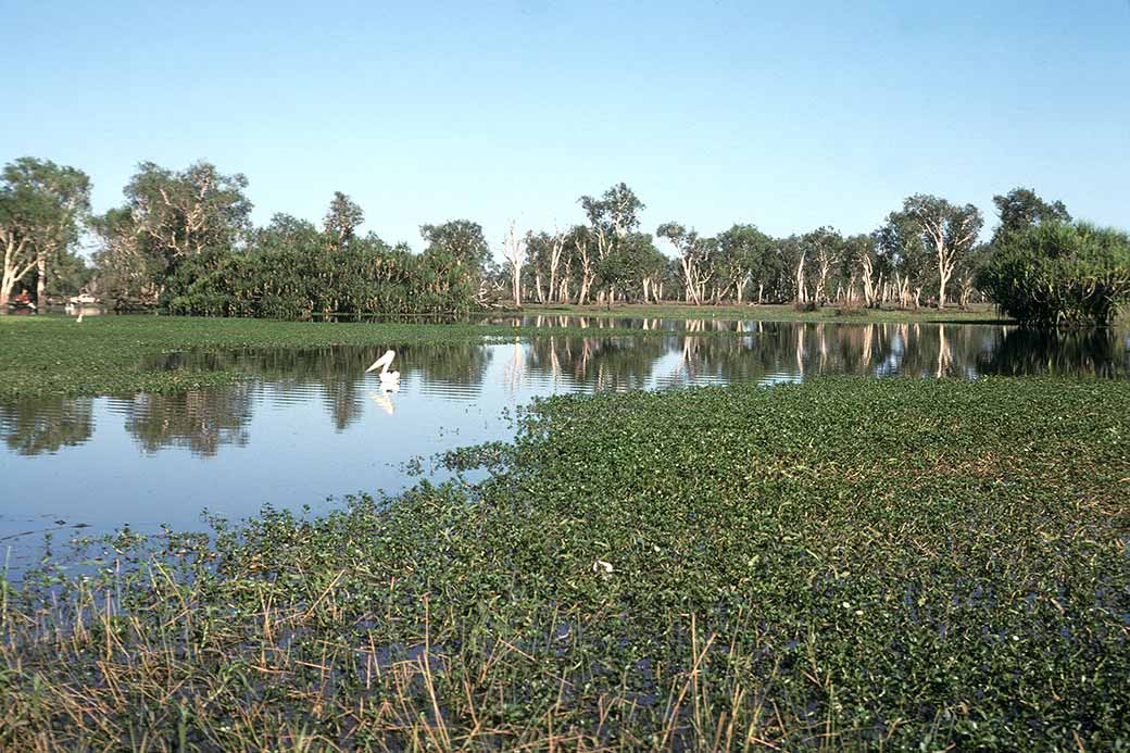 Yellow Waters Lagoon