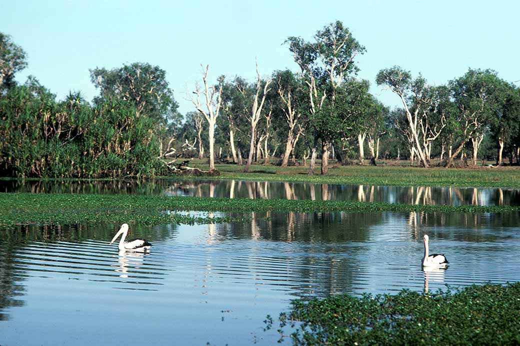 Pelicans, Yellow Waters