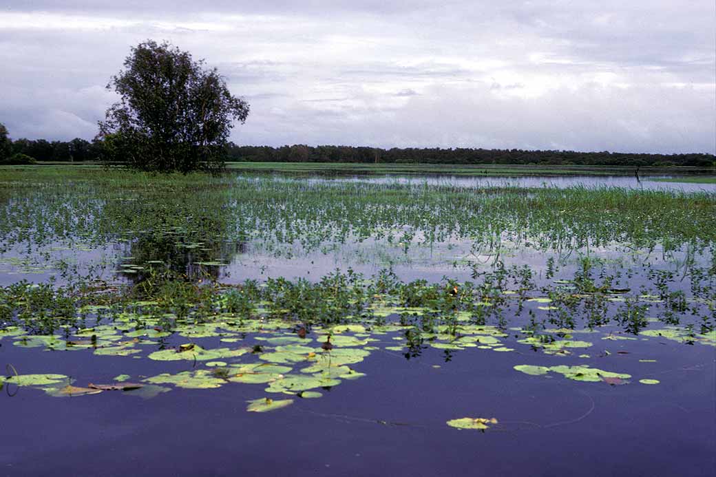 Cruise on Yellow Waters