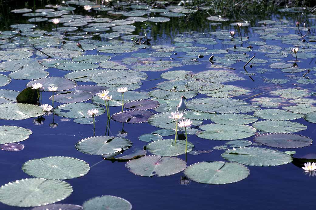 Water lilies