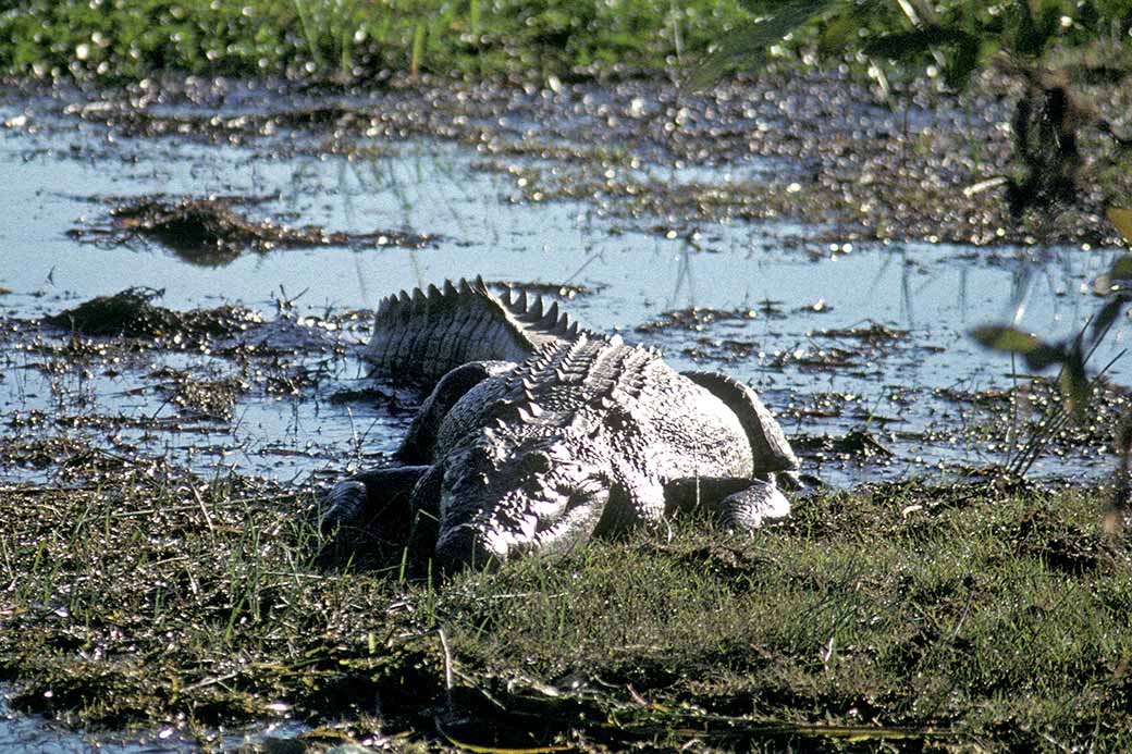 Saltwater Crocodile