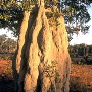 Large termite mound