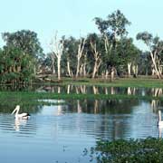 Pelicans, Yellow Waters